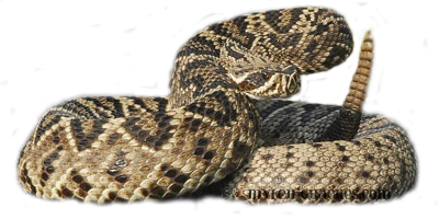 Rattlesnake Png Image Transparent PNG Image