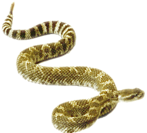 rattlesnake png