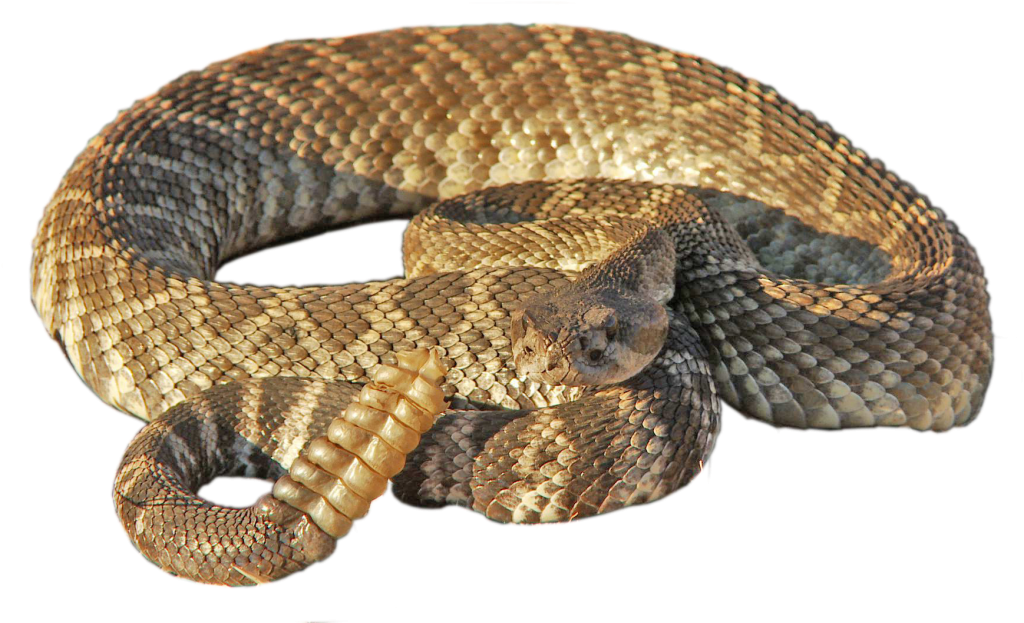 Rattlesnake Png PNG Image