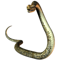 Download Rattlesnake Free PNG photo images and clipart | FreePNGimg