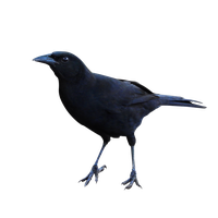 Raven Png Clipart PNG Image