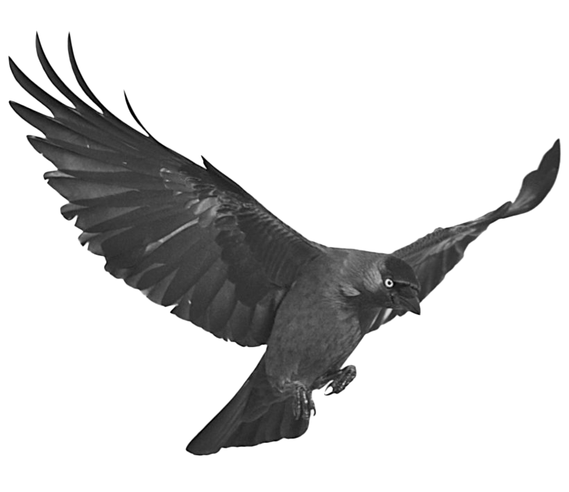 Photos Black Raven Free Download Image PNG Image