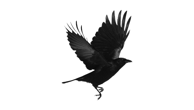 Bird Raven Free Photo PNG Image
