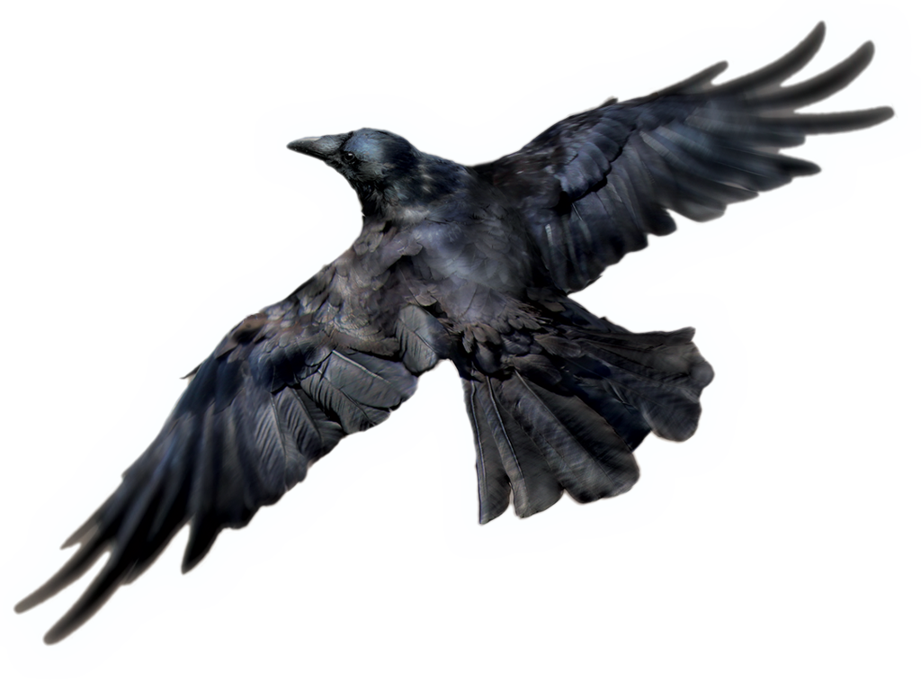 Bird Raven PNG Free Photo PNG Image