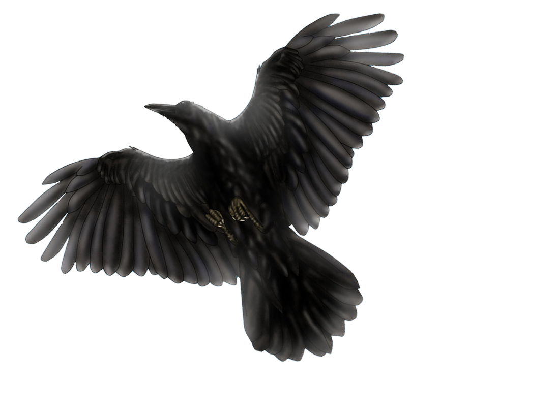 Bird Raven Download HD PNG Image
