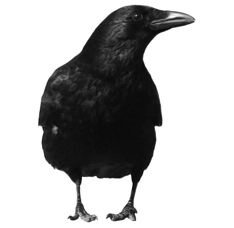 Bird Raven PNG Image High Quality PNG Image