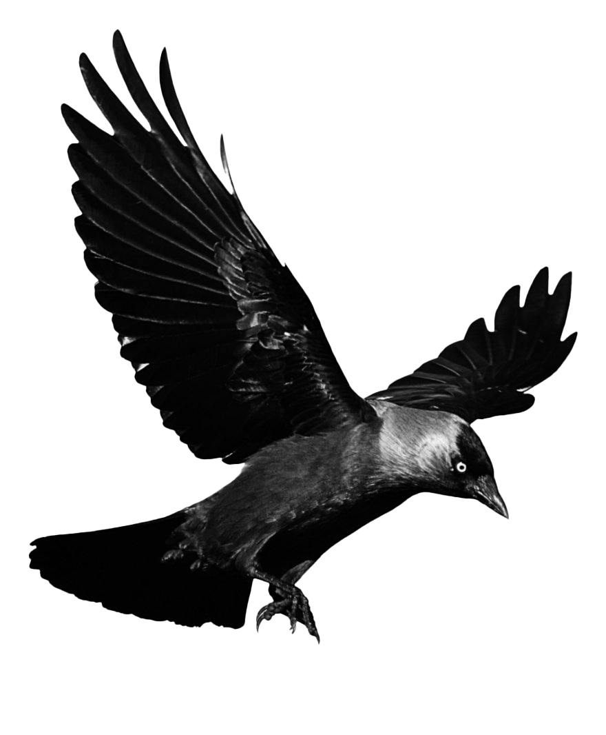 Raven Download HQ PNG Image