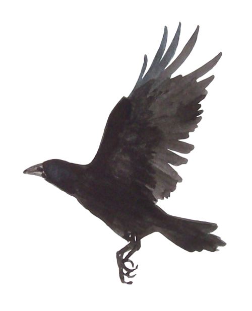 Picture Raven PNG Free Photo PNG Image