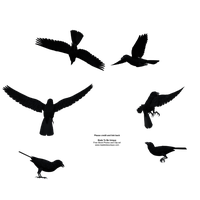 Raven Bird File PNG Image