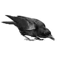 Raven Bird Image PNG Image