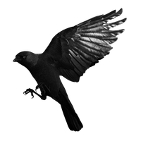 Raven Flying Transparent PNG Image