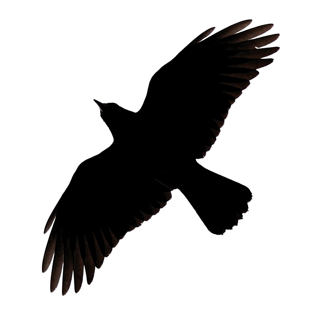Raven Flying Image PNG Image