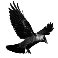 Raven Flying Transparent Background PNG Image