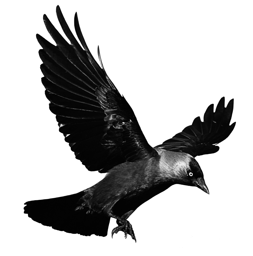Raven Flying Transparent Background PNG Image