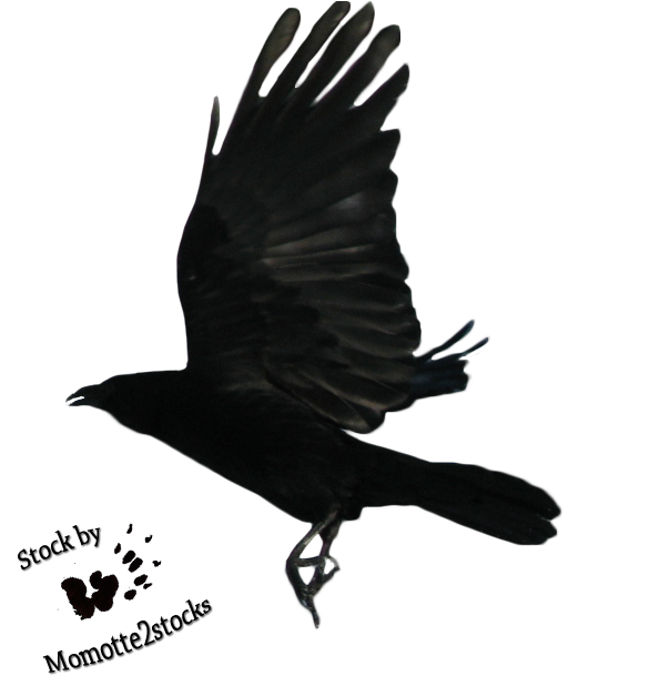 Raven Flying Transparent Image PNG Image
