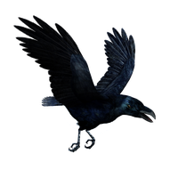 Raven Flying Hd PNG Image