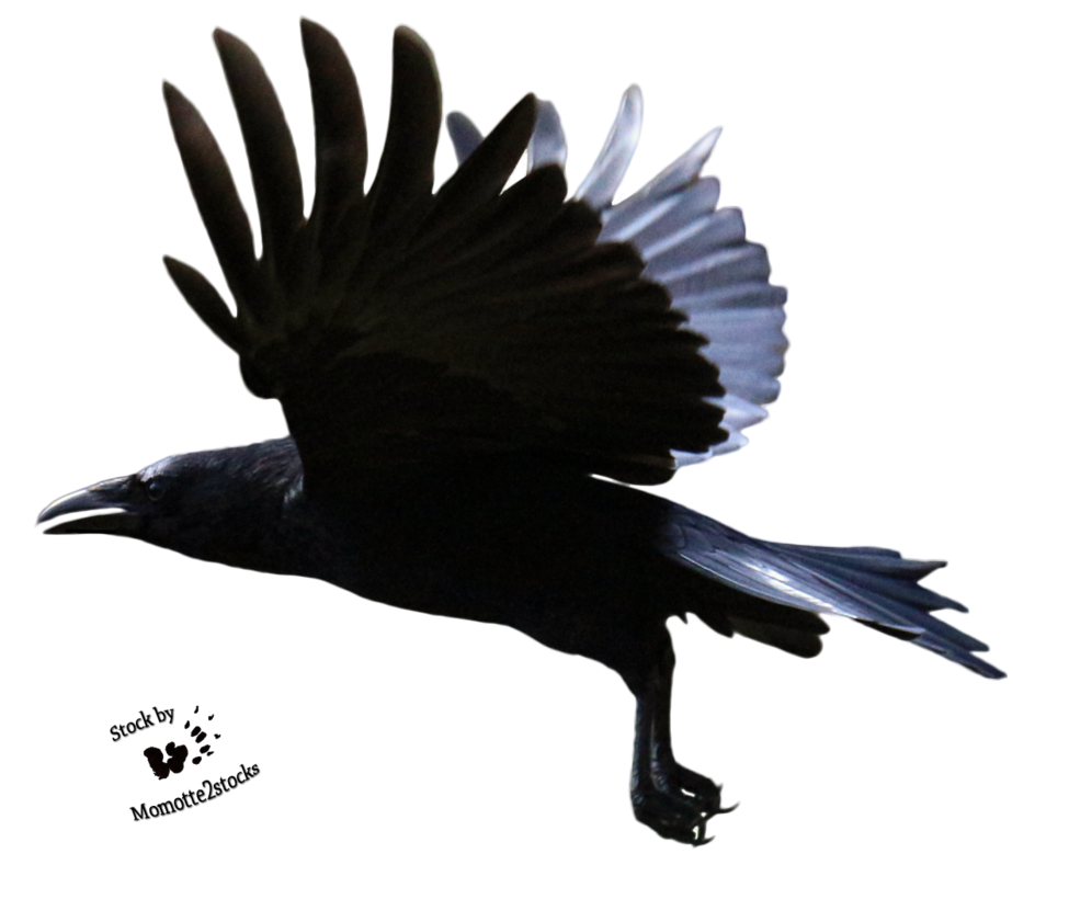 Raven Flying Clipart PNG Image