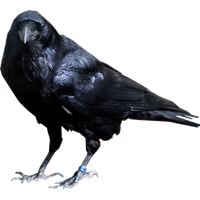 Raven Bird Transparent Background PNG Image