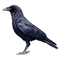 Raven Bird Photos PNG Image