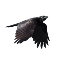 Raven Png File PNG Image