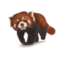 Download Red Panda Free PNG photo images and clipart | FreePNGimg