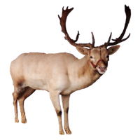 Reindeer Free Download Transparent HQ PNG Download | FreePNGImg