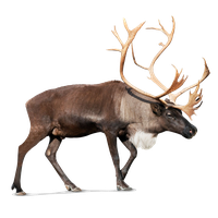 Reindeer Photos Transparent PNG Image