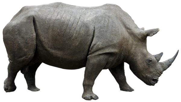 Rhinoceros Transparent PNG Image