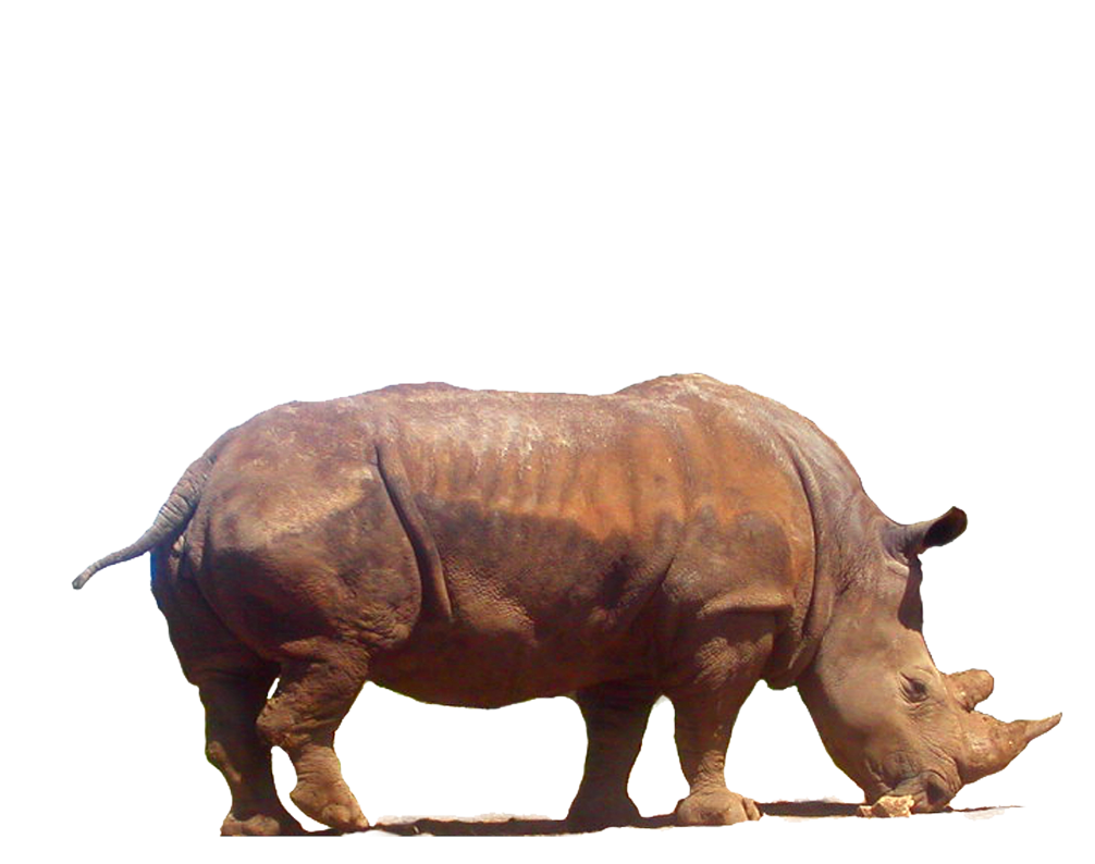 Rhinoceros Png Clipart PNG Image