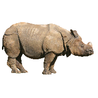 Rhinoceros Picture