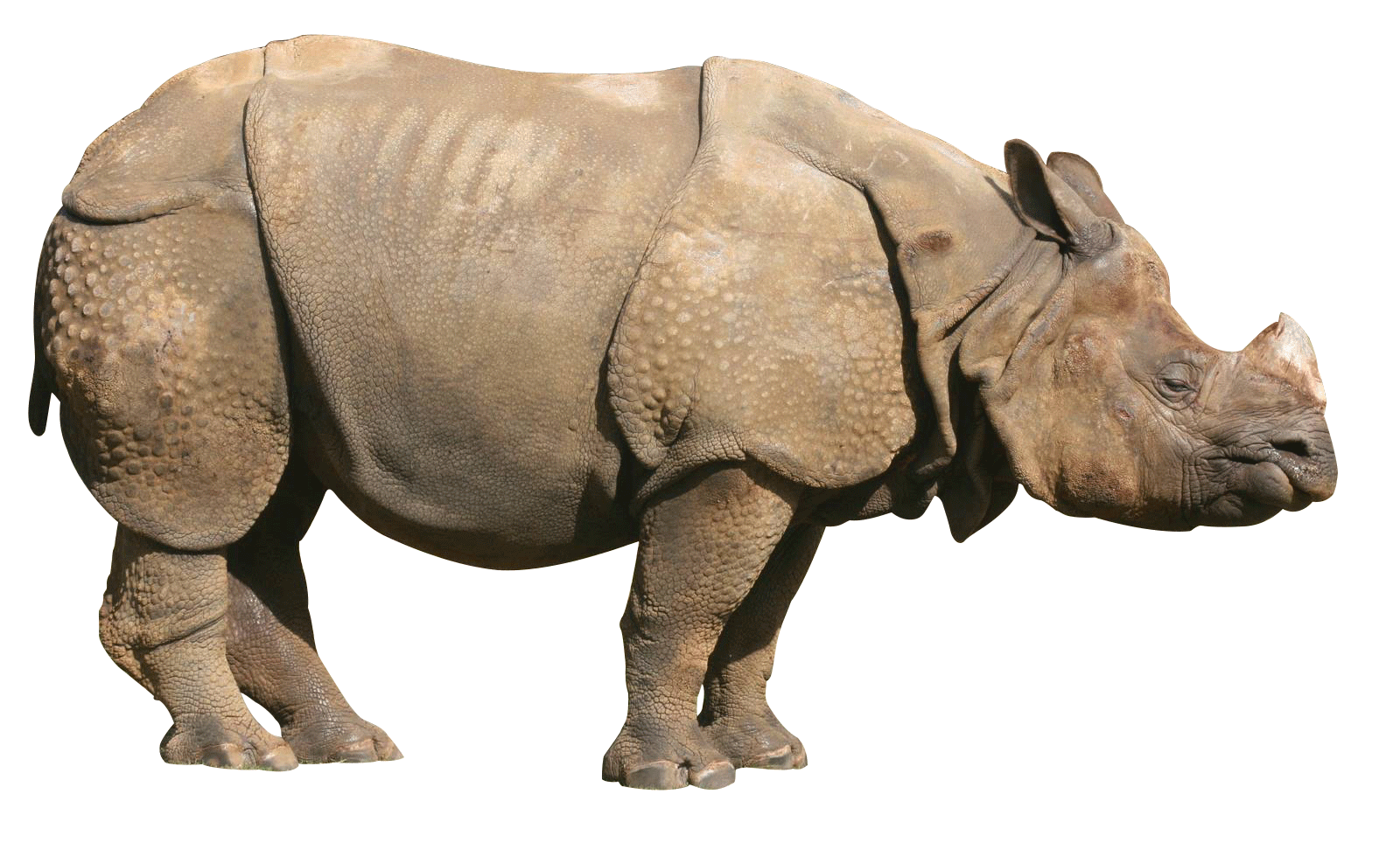 Rhinoceros Picture PNG Image