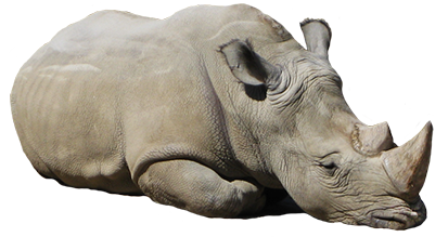 Rhinoceros Png Picture PNG Image