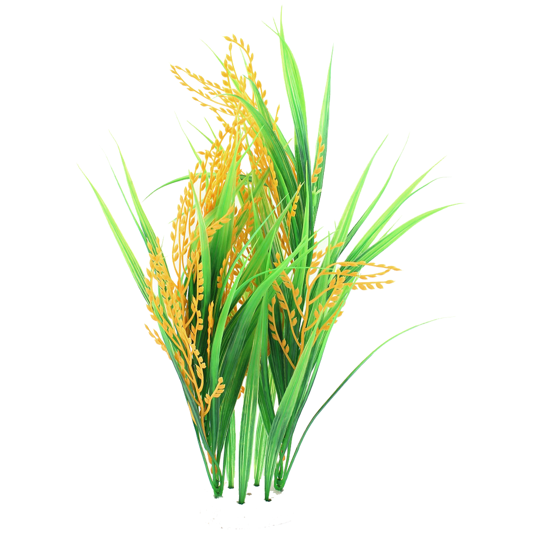Rice Picture PNG Image