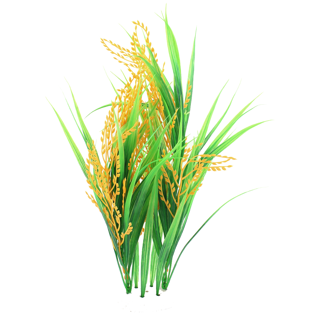 Paddy Plant Png Free Psd Templates Png Vectors | Images and Photos finder