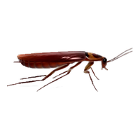Roach PNG