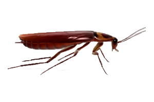 Roach Transparent PNG Image