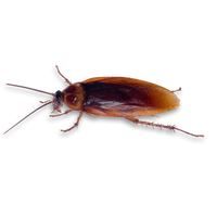 Roach PNG