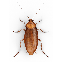 Roach PNG