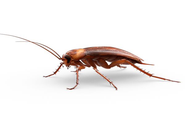 Roach Transparent PNG Image