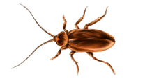 Roach Transparent PNG Image