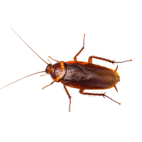 Roach PNG