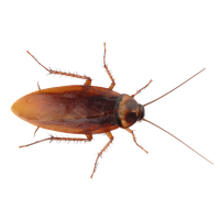 Roach PNG