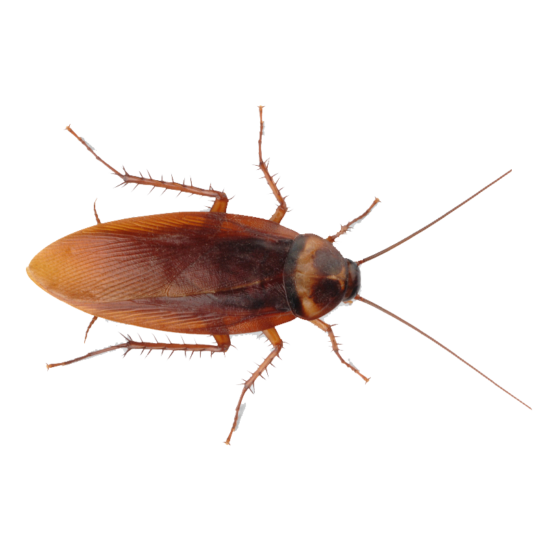 Roach Transparent PNG Image