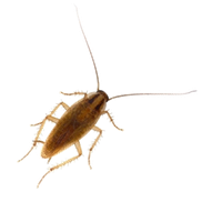 Roach PNG