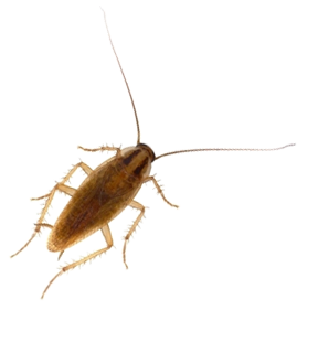 Roach Transparent PNG Image