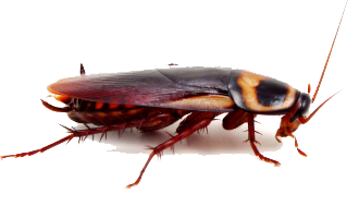 Roach Transparent PNG Image