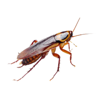 Roach PNG