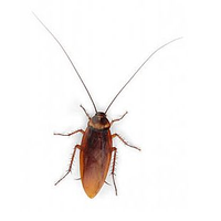Roach PNG