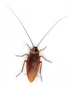 Roach Transparent PNG Image