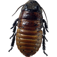 Roach PNG